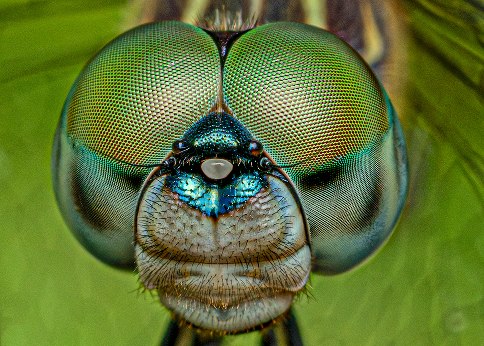 2nd PrizeOpen Nature In Class 2 By Lisa Mayo For Blue Dasher Profile SEP-2025.jpg